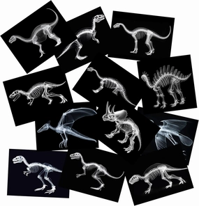 Animal X-Ray Set, Educational Science Kit, Light Table Accessory for Children (Dinosaurs)