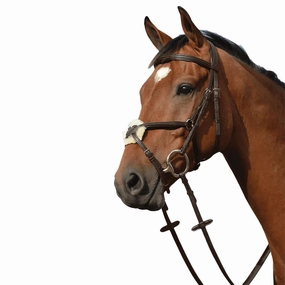 Syntovia  Padded Raised Figure 8 Bridle, Brown, Full